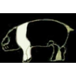 PIG PIN BLACK AND WHITE HAMPSHIRE PIG PIN